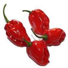 Habanero Olive Oil